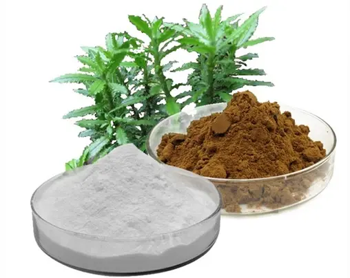 Huperzia Serrata Leaf Extract Suppliers Huperzia Serrata Leaf Extract Suppliers