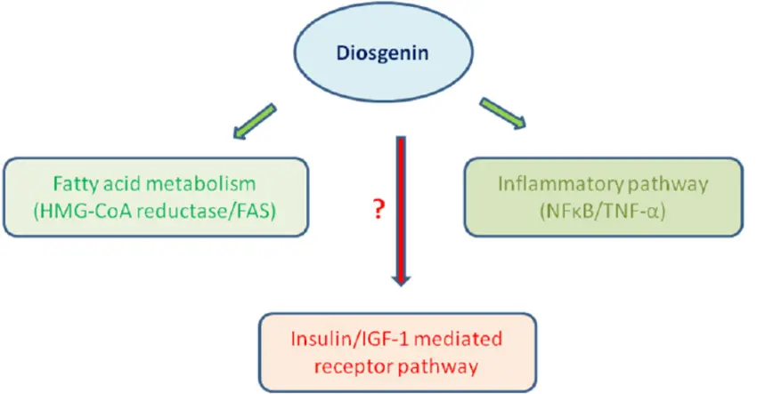 Diosgenin benefits Diosgenin benefits