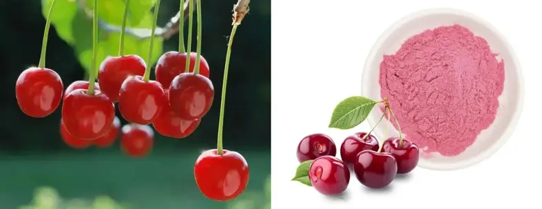 tart cherry extract powder suppliers