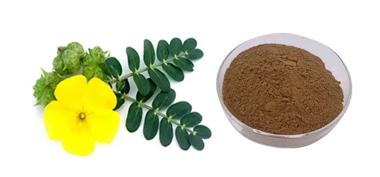tribulus extract powder 