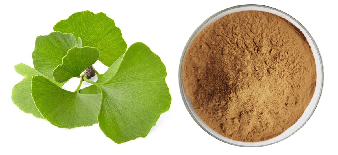Organic EGB 761 Ginkgo Biloba Leaf Extract Powder Organic EGB 761 Ginkgo Biloba Leaf Extract Powder
