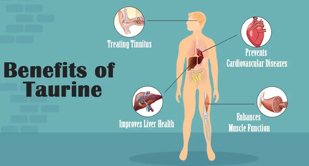 L-Taurine -Taurine Benefits: L-Taurine -Taurine Benefits: