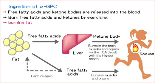 α-GPC, Choline supplement,alpha gpc for weight loss α-GPC, Choline supplement,alpha gpc for weight loss