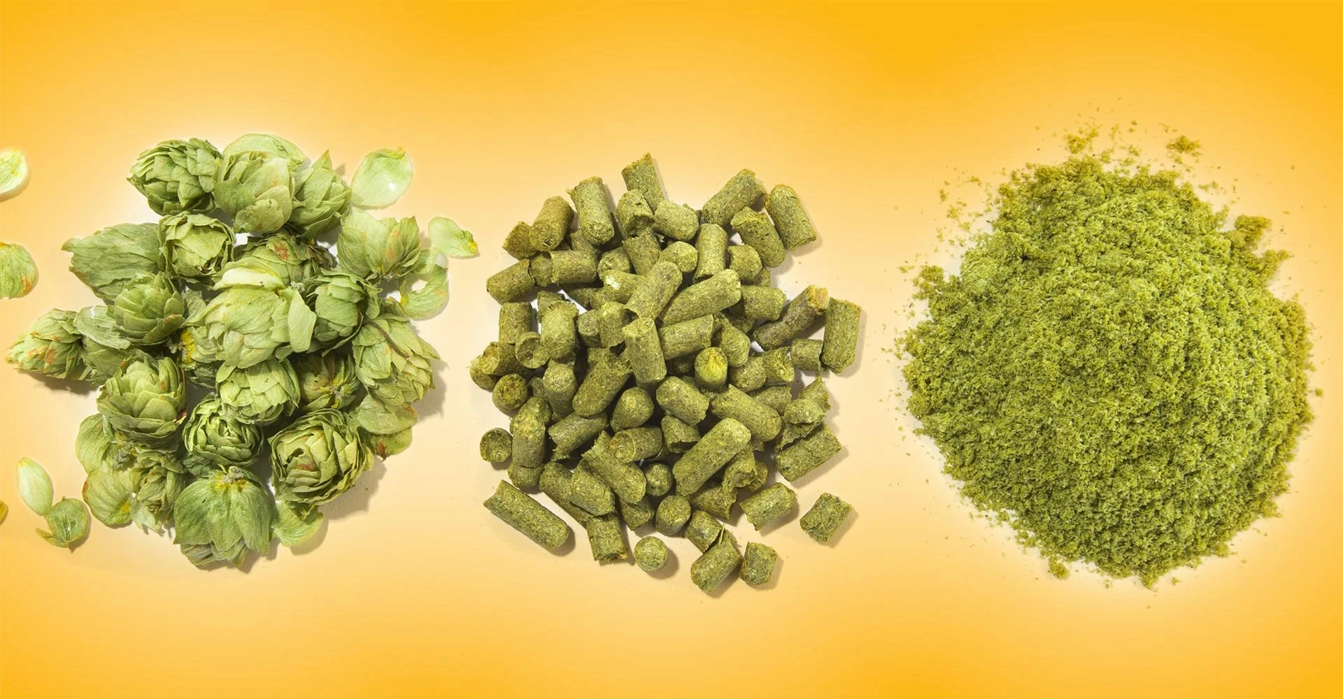 Hops flower extract Hops flower extract