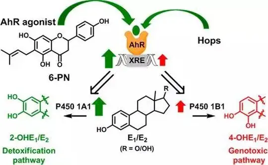 Hops Extract May Treat Breast Tumors
