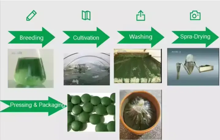 spirulina Product process spirulina Product process