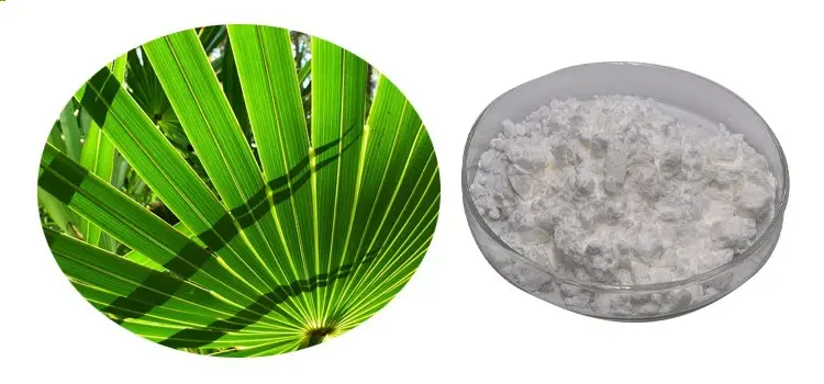 Saw Palmetto Extract Saw Palmetto Extract
