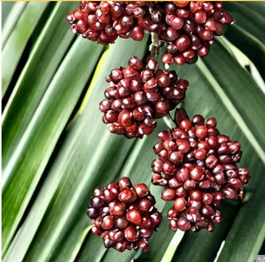 Saw Palmetto Berries 