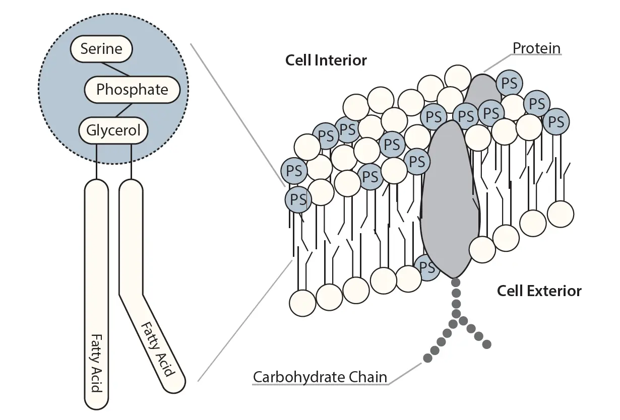 Phosphatidylserine: Cell Membrane 