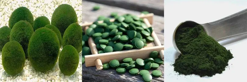 Chlorella wholesale