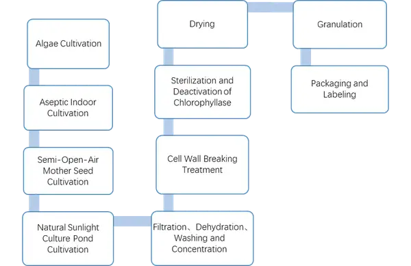 chlorella production process chlorella production process
