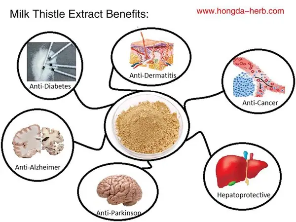 milk thistle powder benefits milk thistle powder benefits
