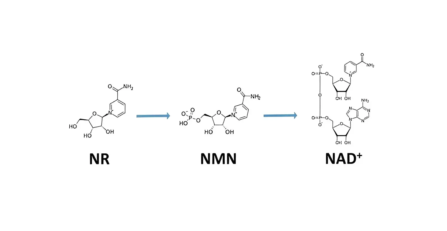 NMN and NAD+ NMN and NAD+