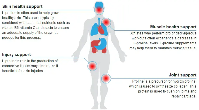 L-Proline | Health Benefits and Uses of L-Proline L-Proline | Health Benefits and Uses of L-Proline