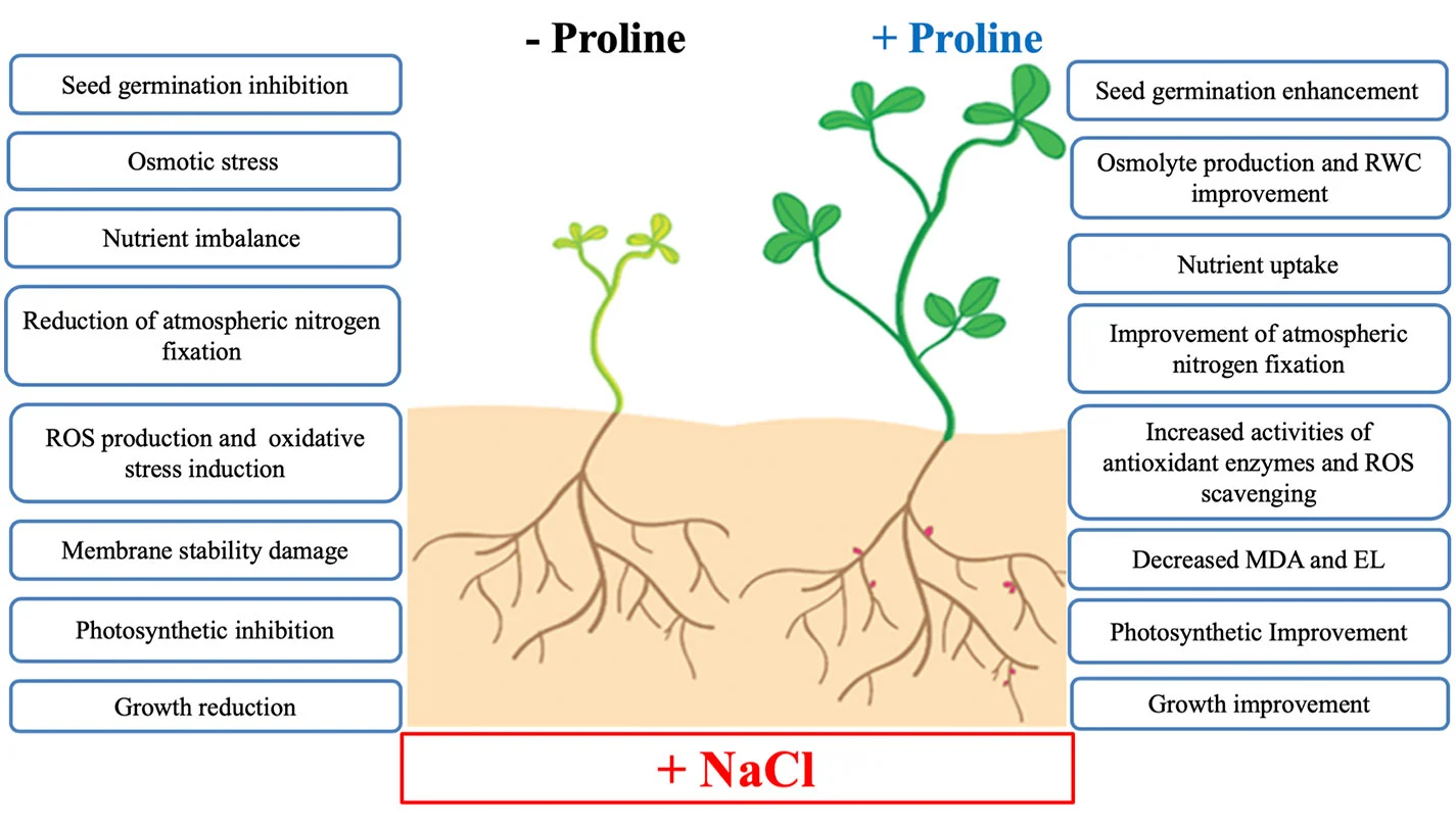 How Does Proline for plant How Does Proline for plant