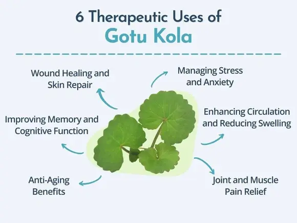 Gotu kola powder benefits Gotu kola powder benefits