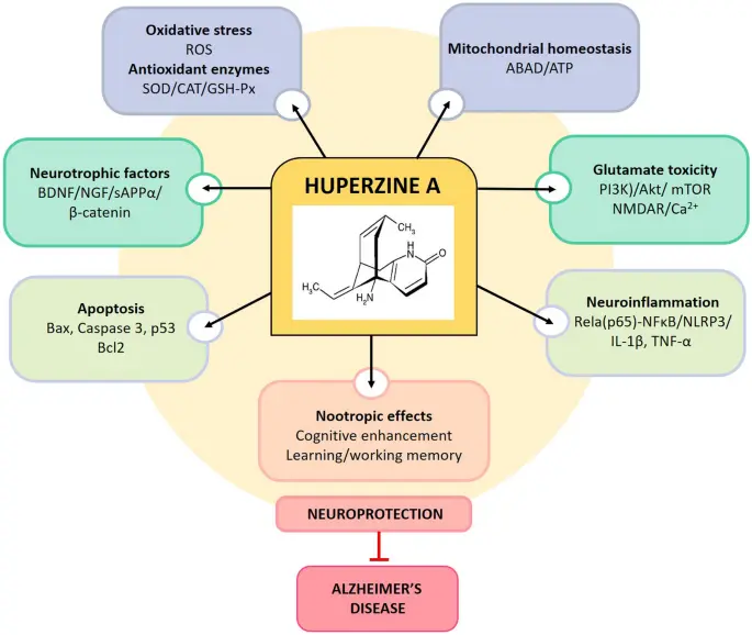 Effects of Huperzine A Effects of Huperzine A