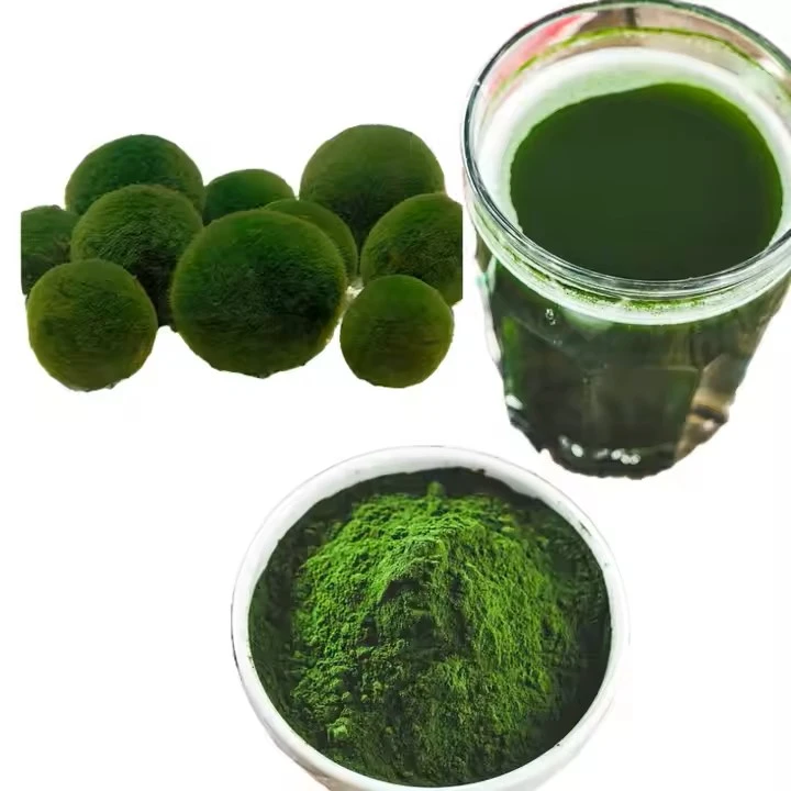 Bulk Quality Chlorella Organic Chlorella Powder - Buy Chine Best Price Bulk Top Quality Chlorella Organic Chlorella Powder Bulk Quality Chlorella Organic Chlorella Powder - Buy Chine Best Price Bulk Top Quality Chlorella Organic Chlorella Powder