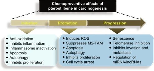 Pterostilbene benefits