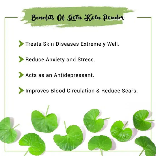 Gotu Kola Powder Benefits Gotu Kola Powder Benefits
