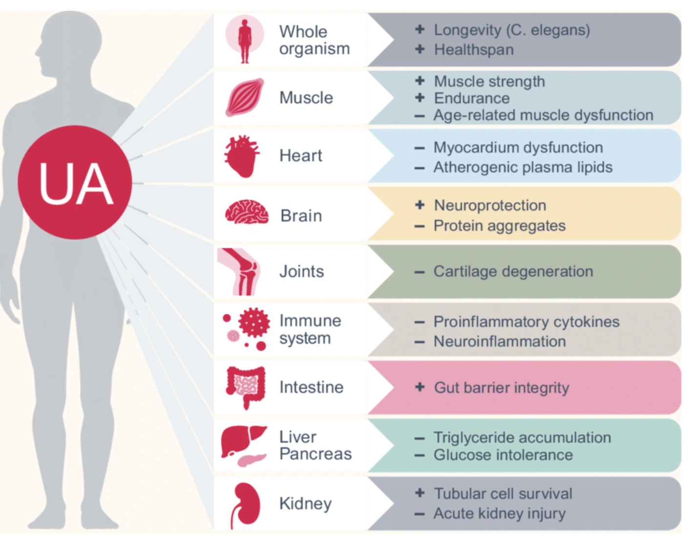 Urolithin A Benefits