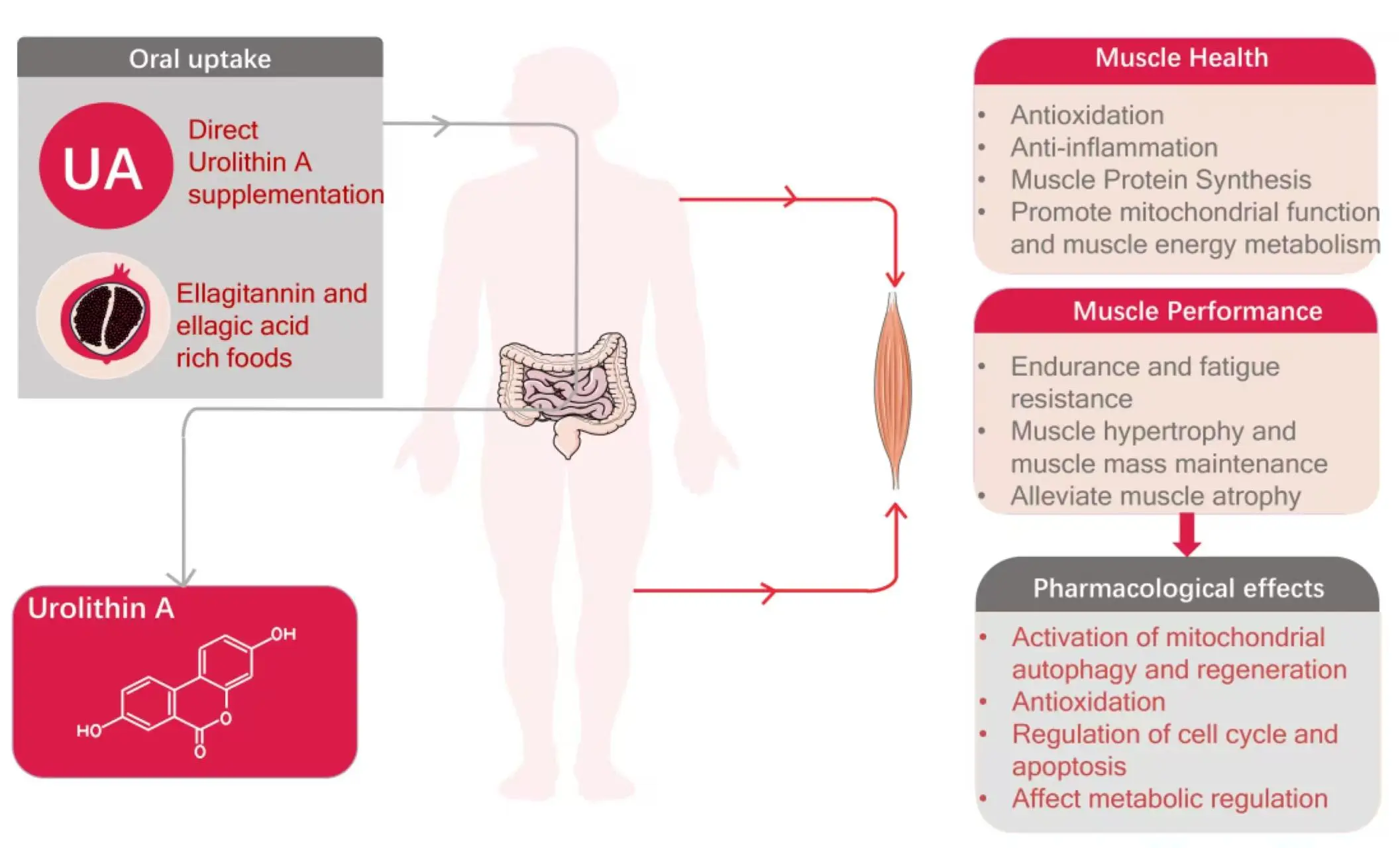Urolithin A Role in Muscle Health 