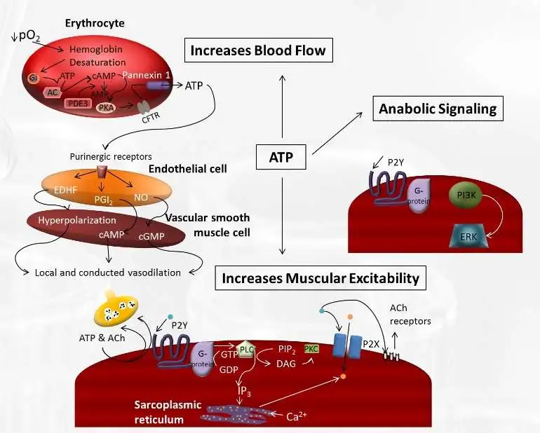 Adenosine Triphosphate (ATP Supplement) Adenosine Triphosphate (ATP Supplement)