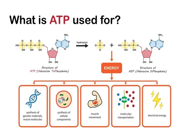 Adenosine triphosphate uses Adenosine triphosphate uses