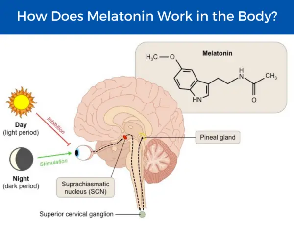 Melatonin how to work