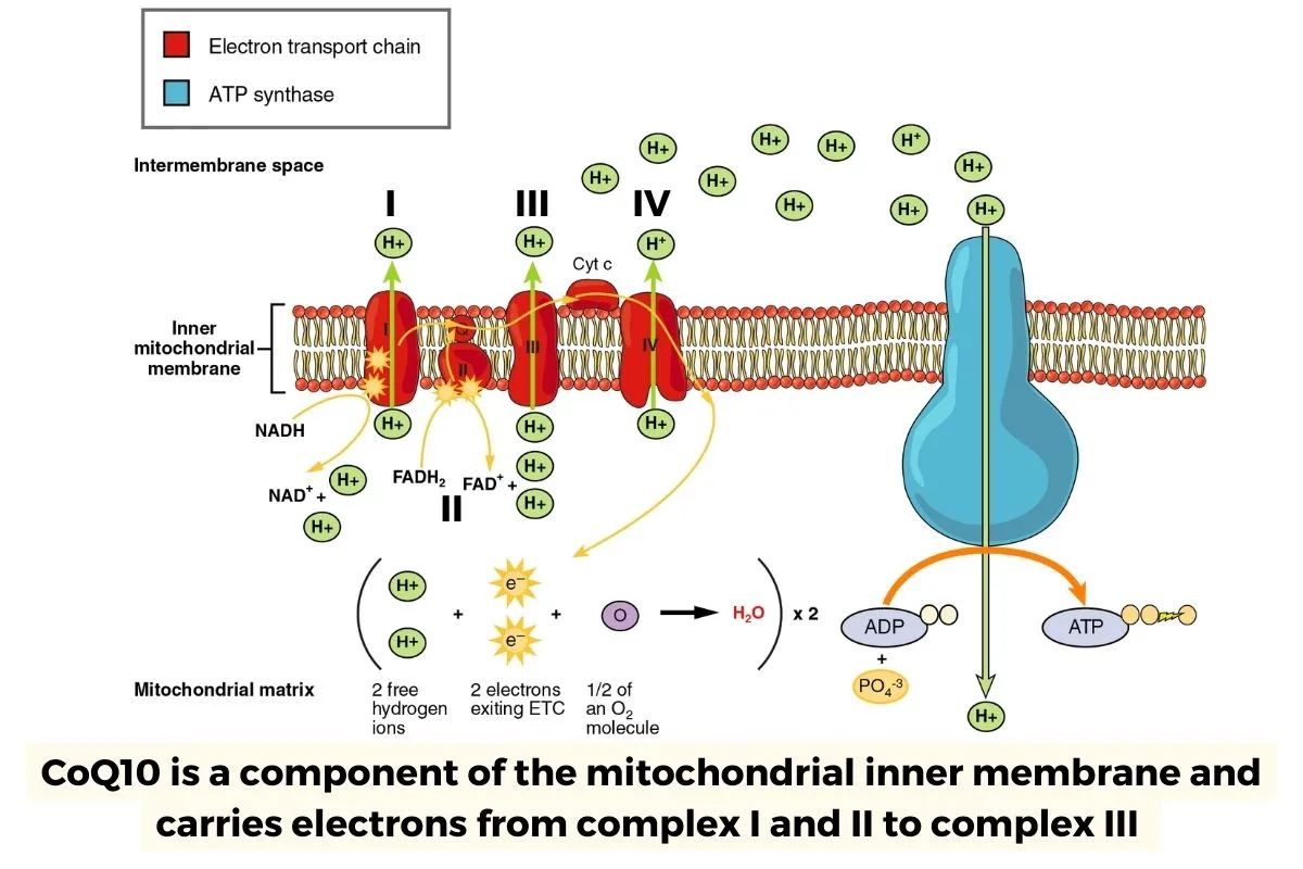 CoQ10 Deficiency & Optimizing Mitochondrial Energy Production CoQ10 Deficiency & Optimizing Mitochondrial Energy Production