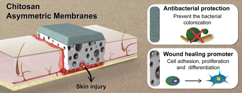 Chitosan for wound healing Chitosan for wound healing