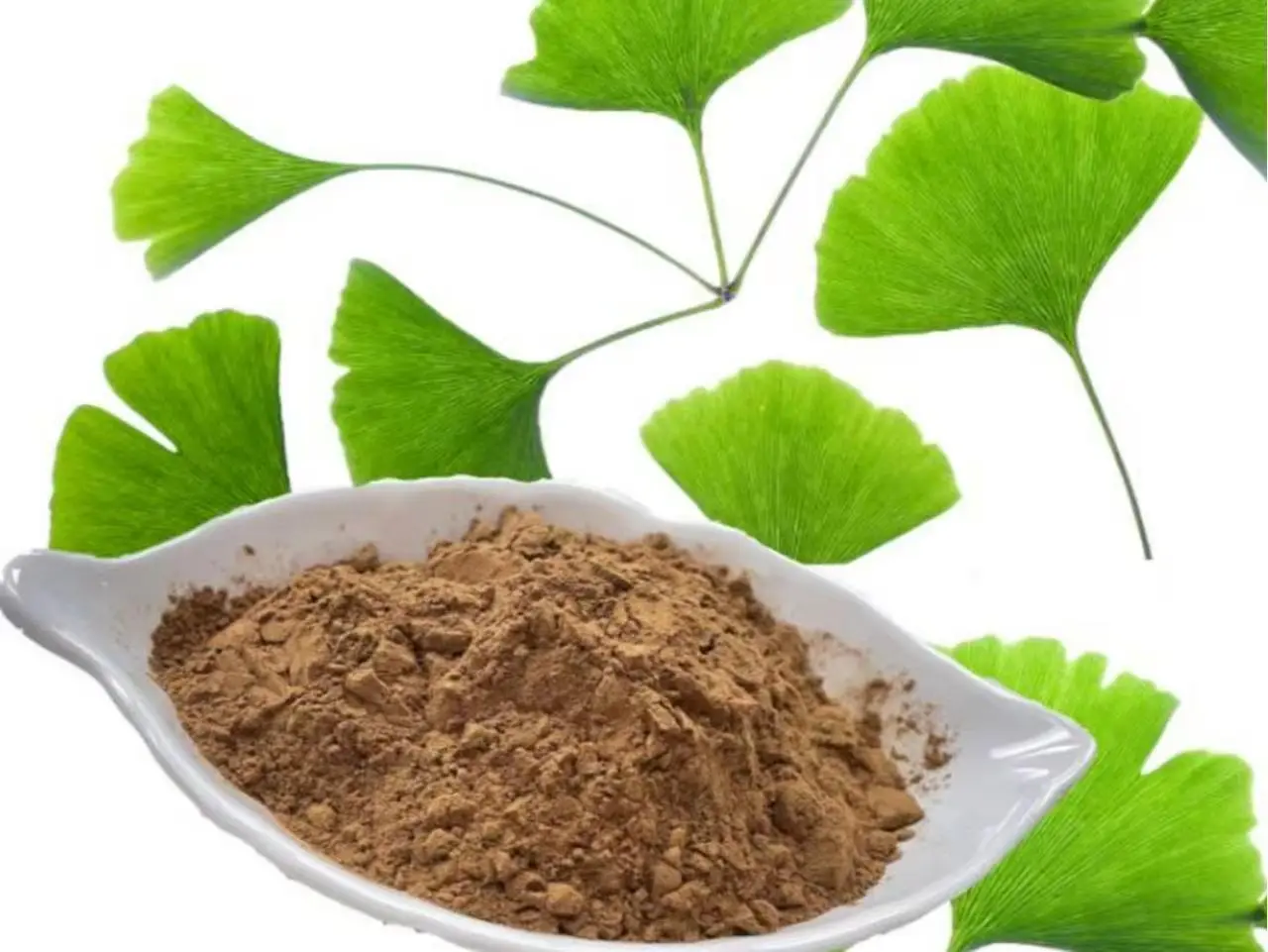 Ginkgo Biloba leaf extract powder
