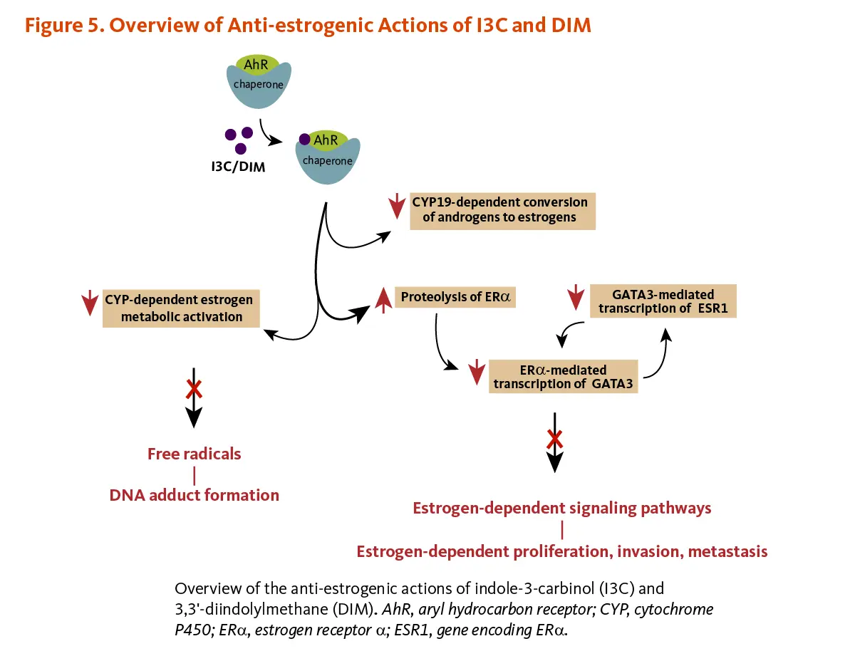 Indole-3-Carbinol Indole-3-Carbinol
