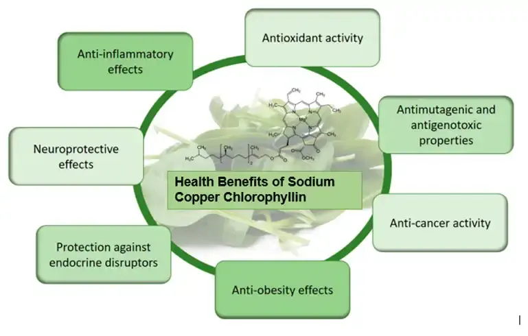 Sodium Copper Chlorophyllin Benefits 