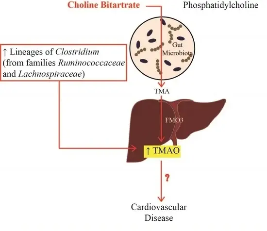 Choline Bitartrate For Liver
