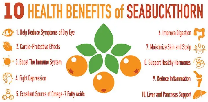 Sea Buckthorn Extract Sea Buckthorn Extract