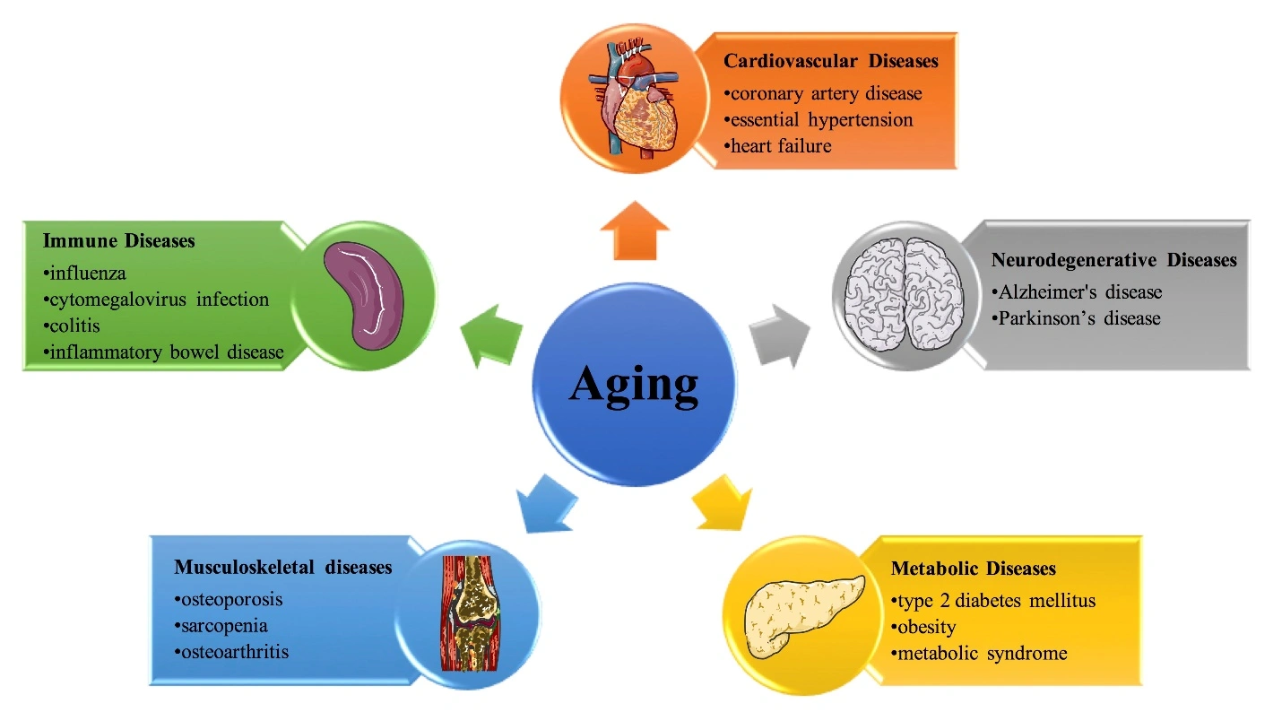 Mechanisms of Spermidine in Aging and Age-Related Diseases Mechanisms of Spermidine in Aging and Age-Related Diseases