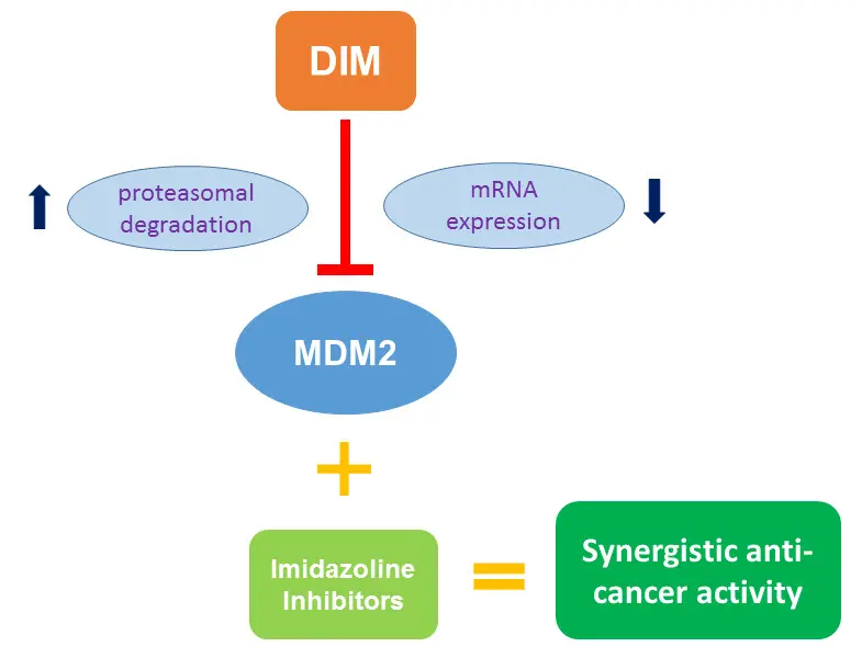 Diindolylmethane (DIM) And Cancer Treatment 
