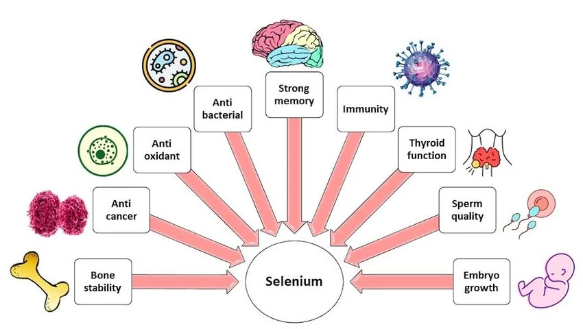 Selenium Enriched Yeast
