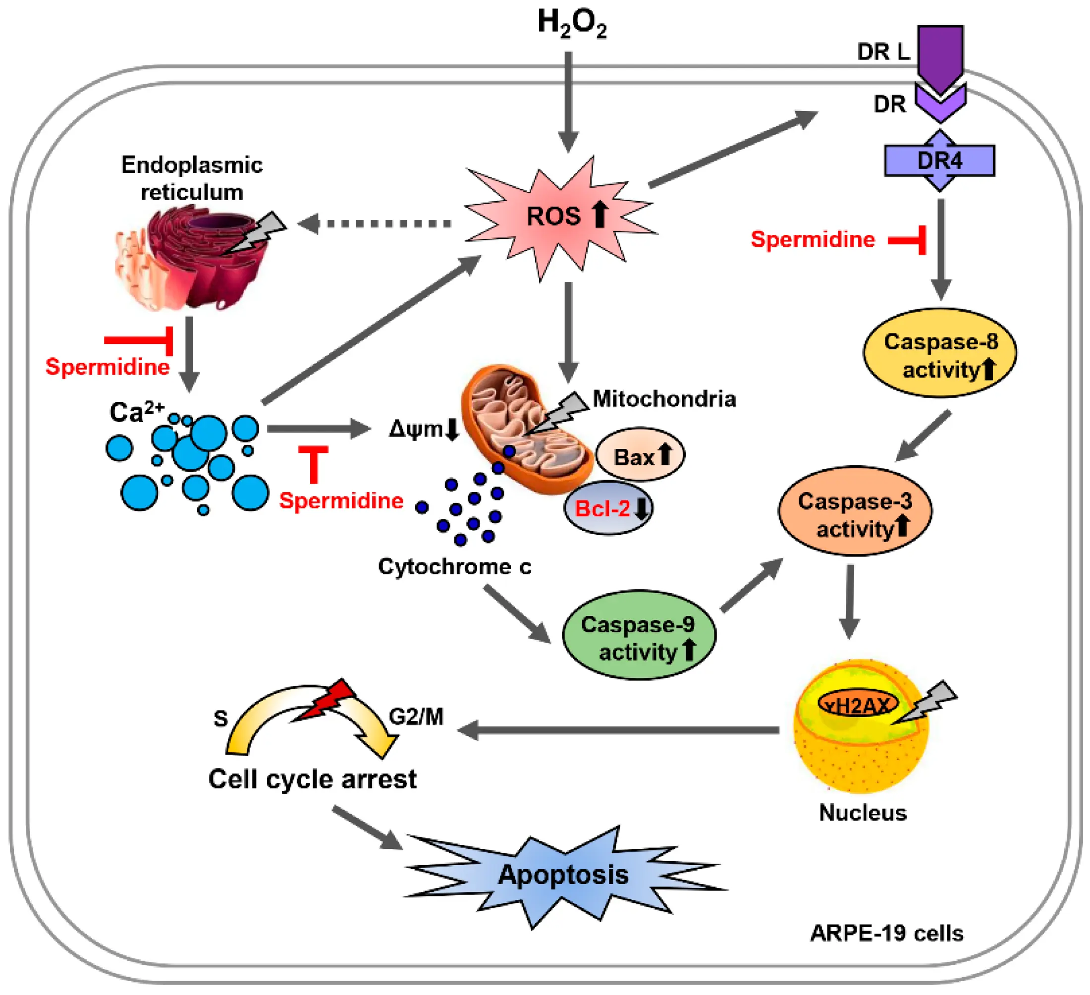 Spermidine Oxidative Stress