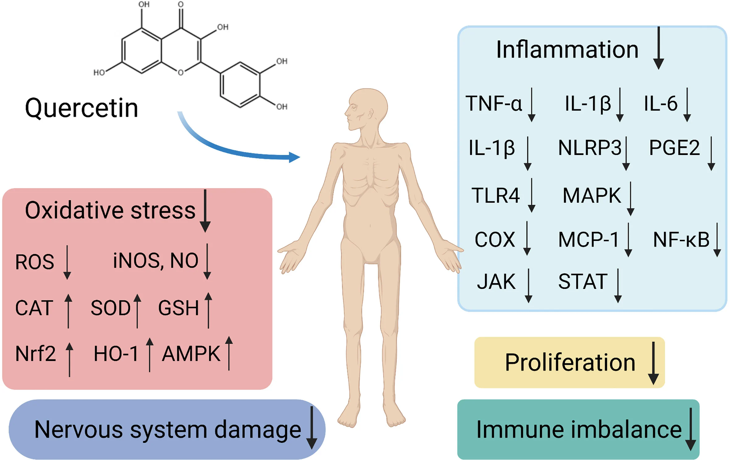 Quercetin in Autoimmune Diseases