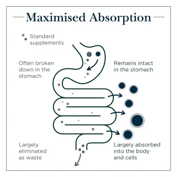Absorption Of Magnesium L-Threonate Absorption Of Magnesium L-Threonate