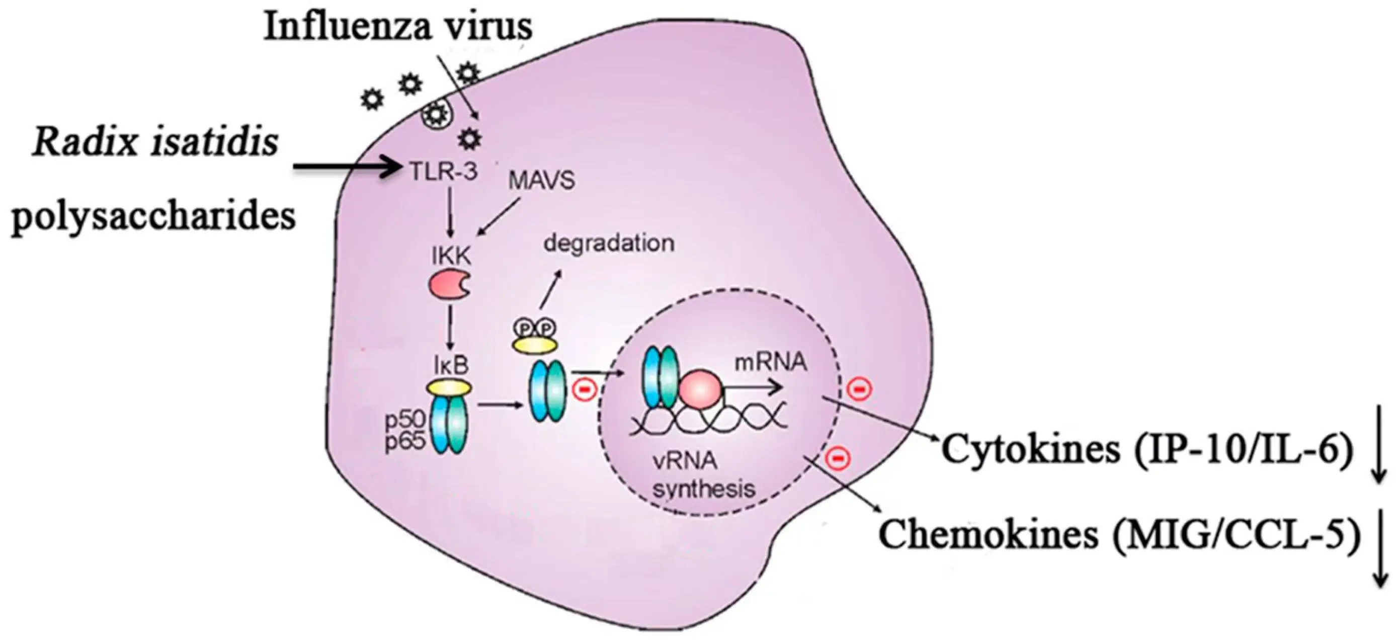 Radix isatidis Polysaccharides Radix isatidis Polysaccharides