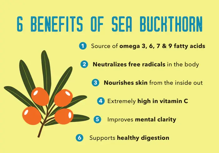 Sea Buckthorn Powder Benefits Sea Buckthorn Powder Benefits
