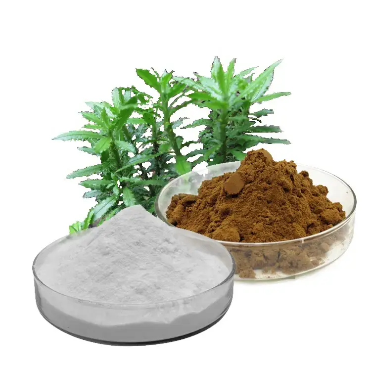 Wholesale Huperzine-A Extract Wholesale Huperzine-A Extract