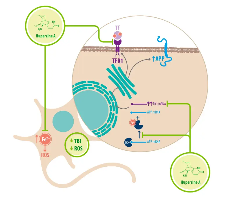 Huperzine A Mechanisms Of Action Huperzine A Mechanisms Of Action