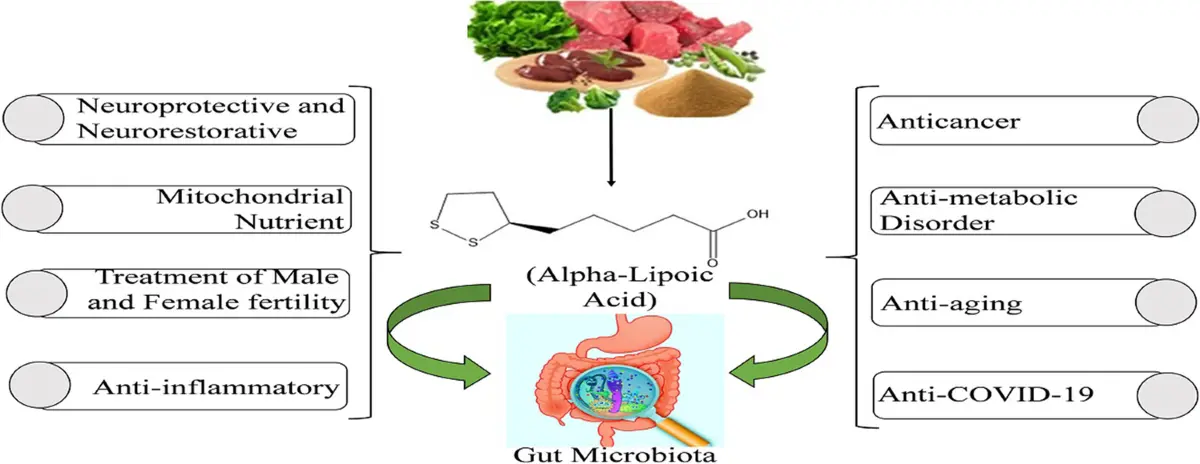 Alpha-Lipoic Acid Benefits Alpha-Lipoic Acid Benefits