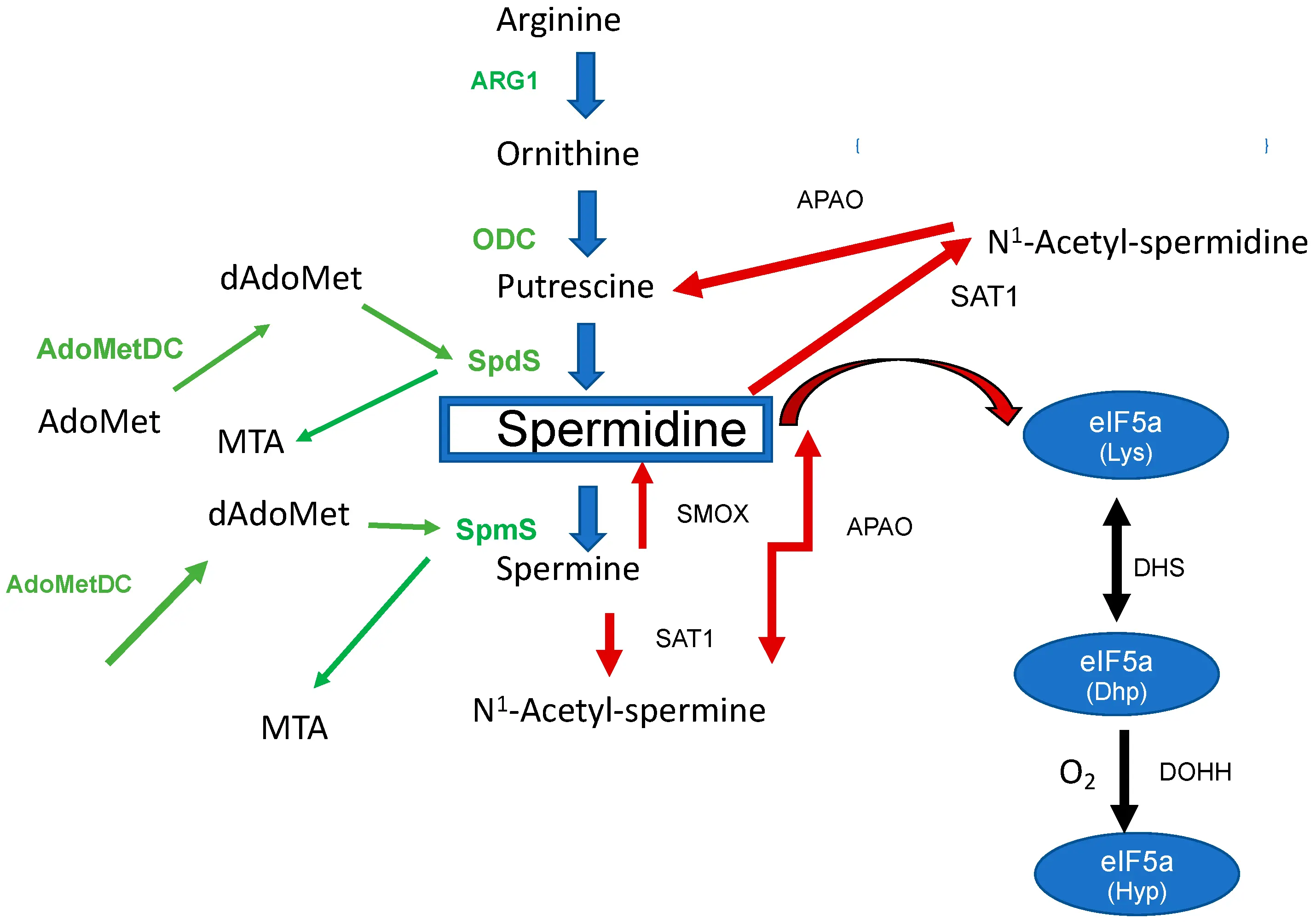 The Role of Spermidine The Role of Spermidine