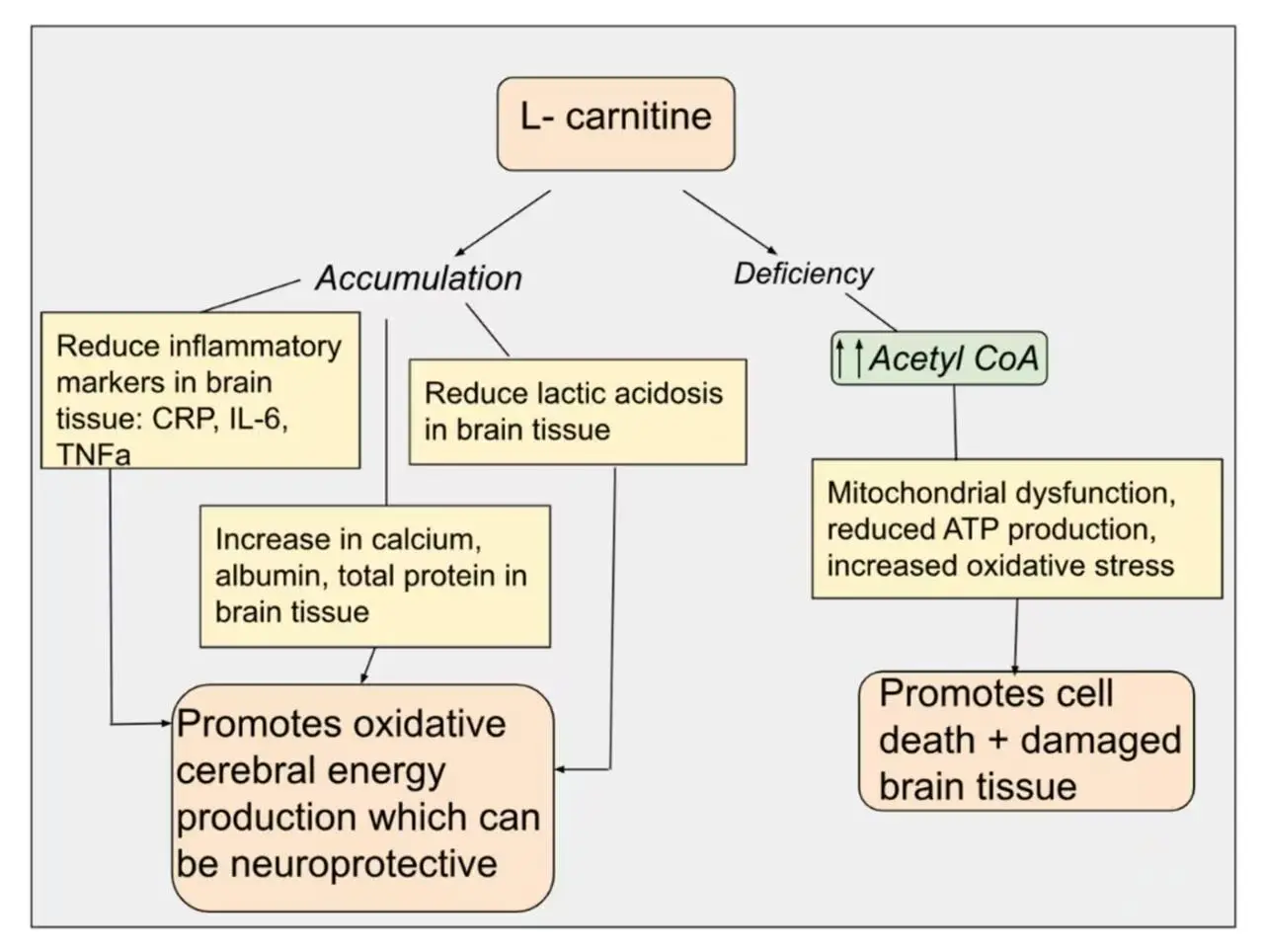 L-Carnitine L-Carnitine
