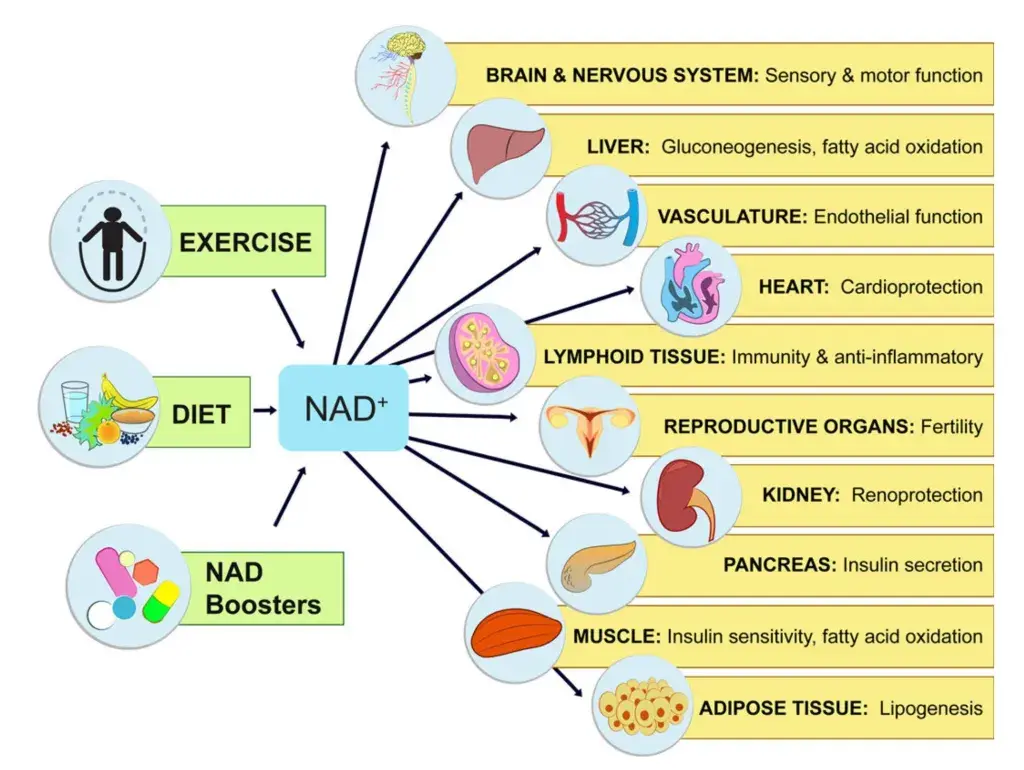 NMN supplements | Is NMN Anti-aging?